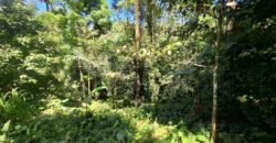 Kebun durian dan manggis siap panen los sungai