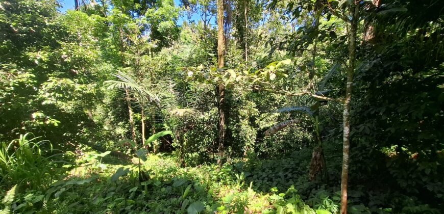 Kebun durian dan manggis siap panen los sungai