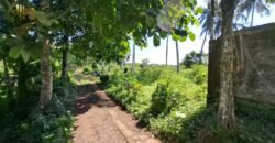 Kebun kelapa full view sawah kontur 100% datar