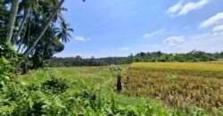 Kebun kelapa full view sawah kontur 100% datar