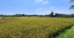 Kebun kelapa full view sawah kontur 100% datar