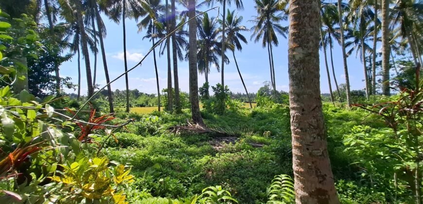 Kebun kelapa full view sawah kontur 100% datar