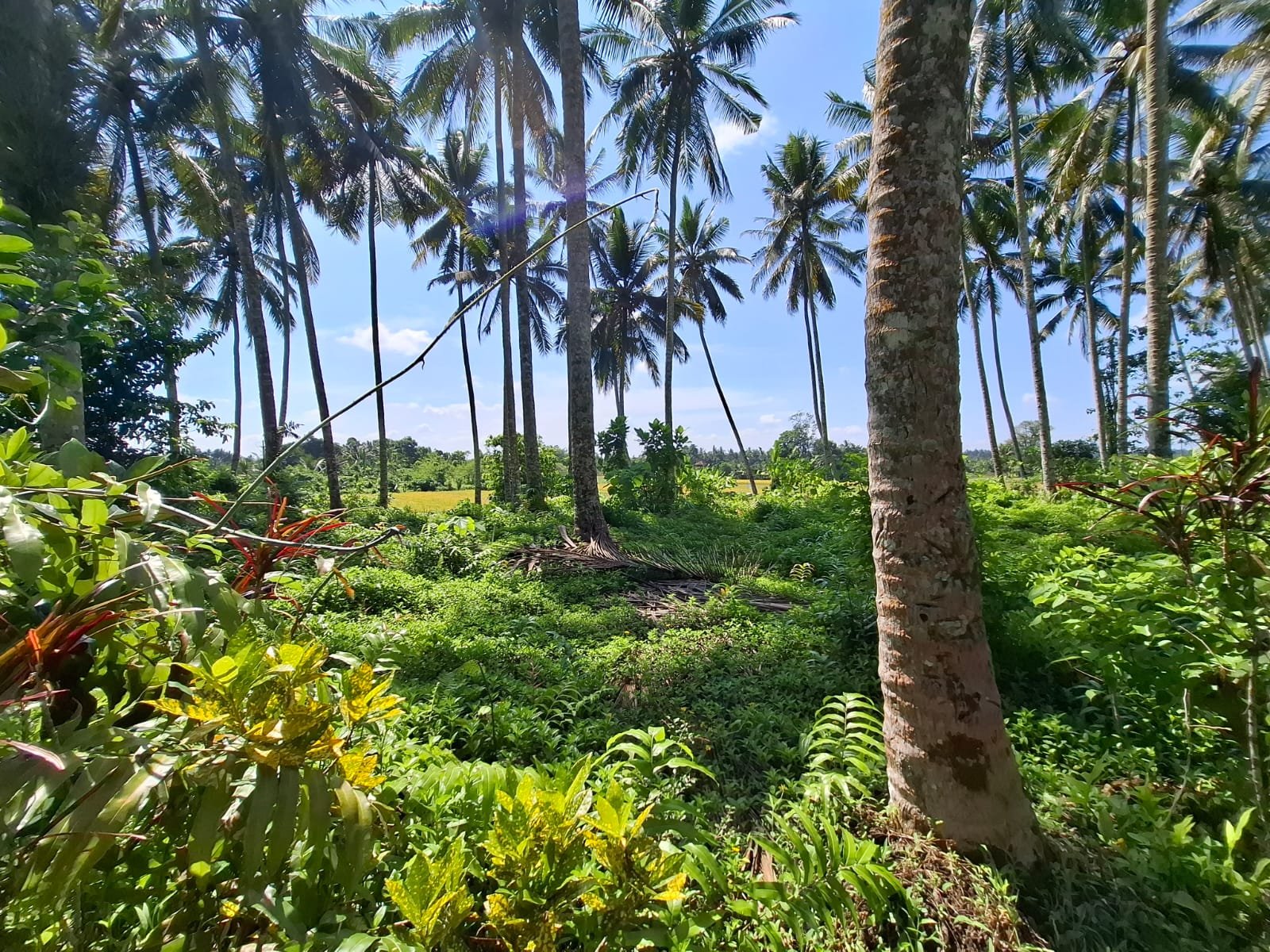 Kebun kelapa full view sawah kontur 100% datar