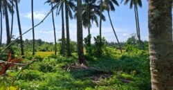 Kebun kelapa full view sawah kontur 100% datar
