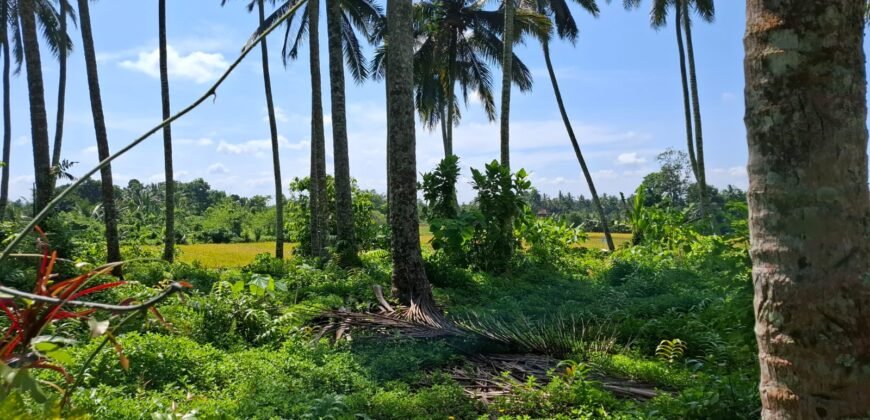 Kebun kelapa full view sawah kontur 100% datar
