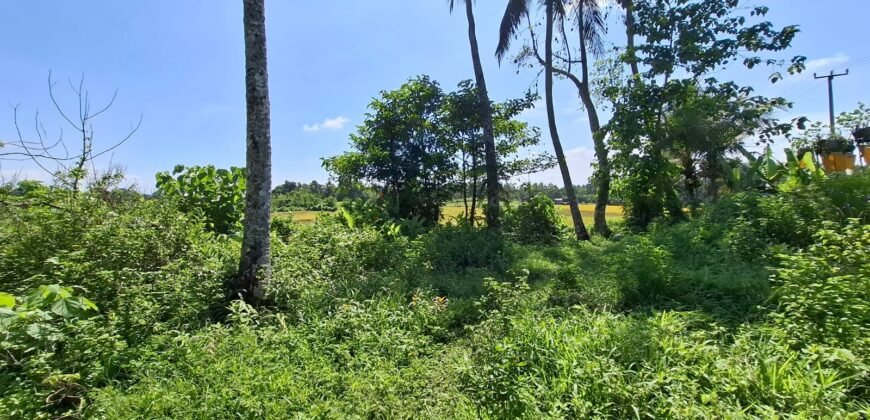 Kebun kelapa full view sawah kontur 100% datar
