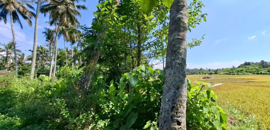 Kebun kelapa full view sawah kontur 100% datar