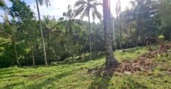 Tanah kebun murah di selemadeg tabanan