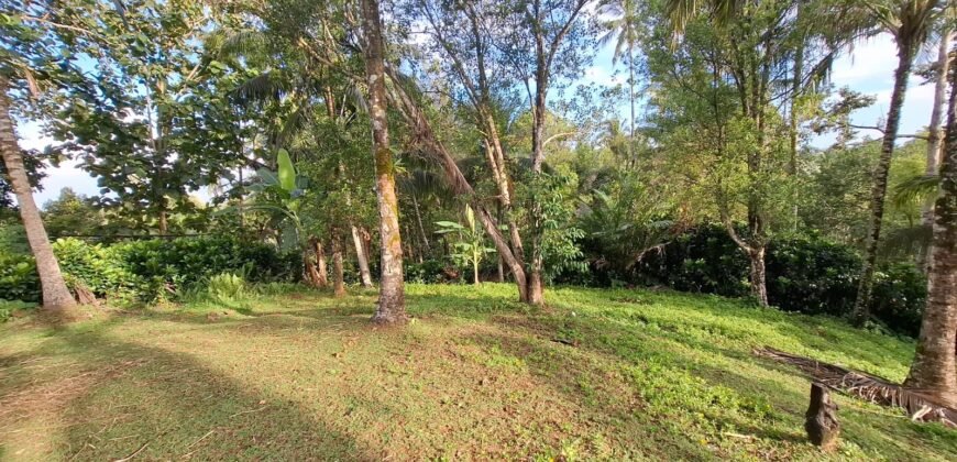 Tanah kebun murah di selemadeg tabanan