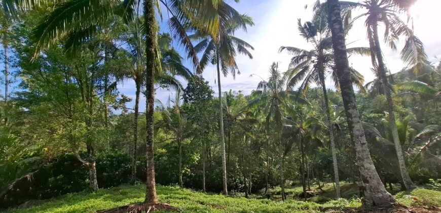 Tanah kebun murah di selemadeg tabanan