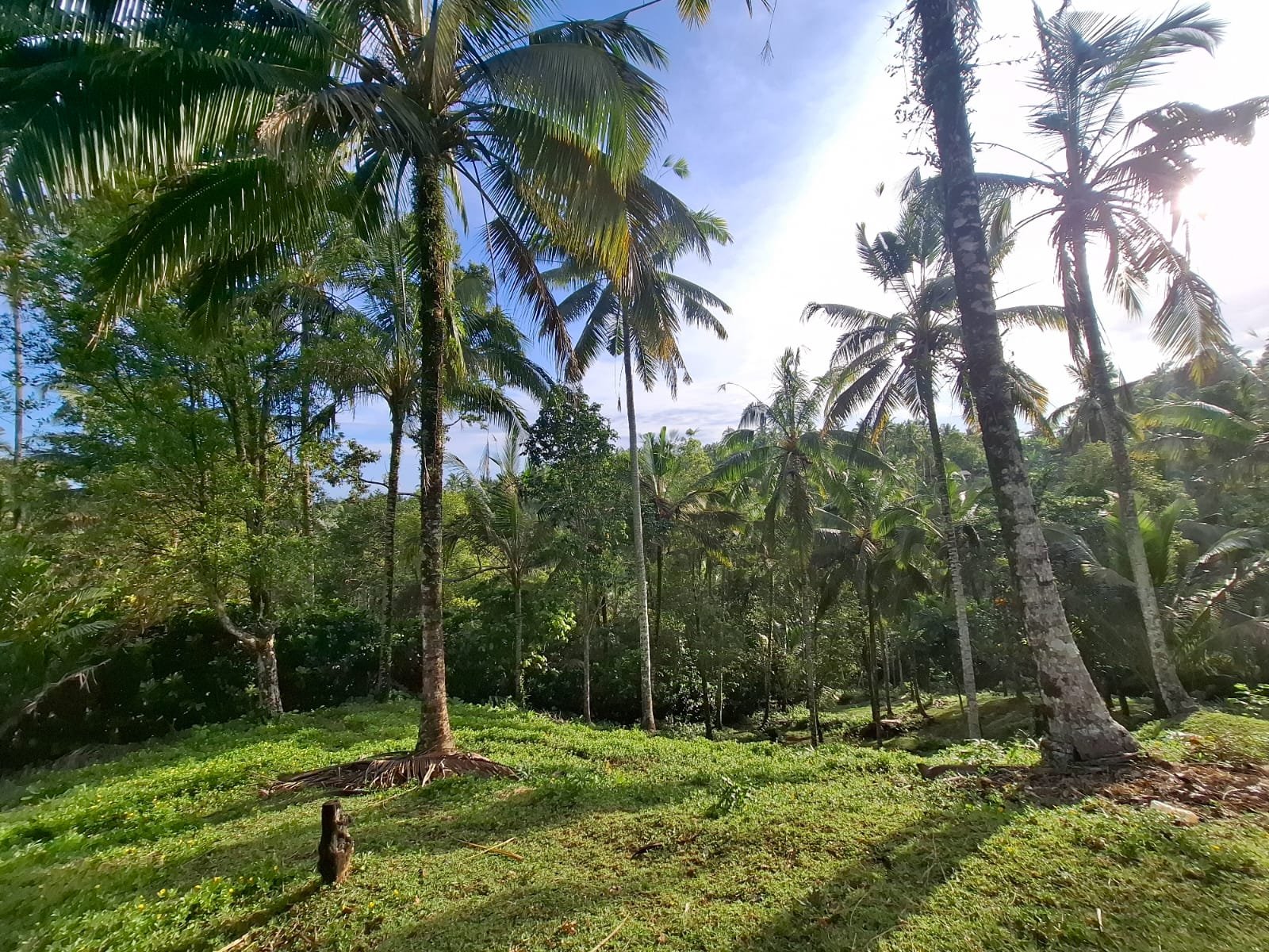 Tanah kebun murah di selemadeg tabanan