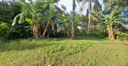 Tanah kebun murah di selemadeg tabanan