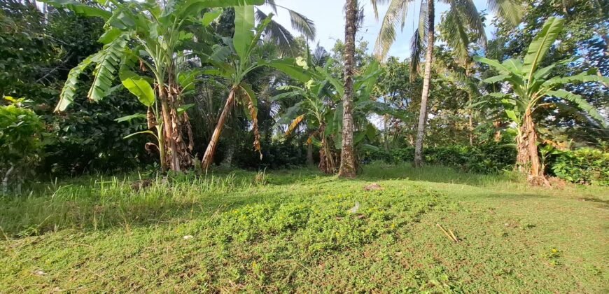 Tanah kebun murah di selemadeg tabanan