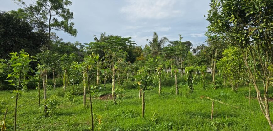 Tanah view sawah dan gunung ketinggian 600 mdpl