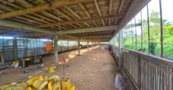 Tanah view sawah dan gunung ketinggian 600 mdpl