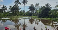 Tanah view sawah dan gunung ketinggian 600 mdpl