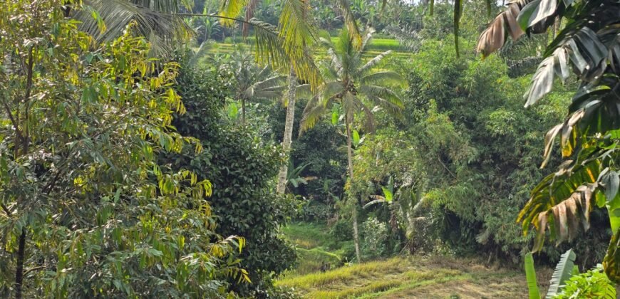 Tanah view sawah dan gunung ketinggian 600 mdpl