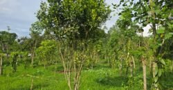 Tanah view sawah dan gunung ketinggian 600 mdpl