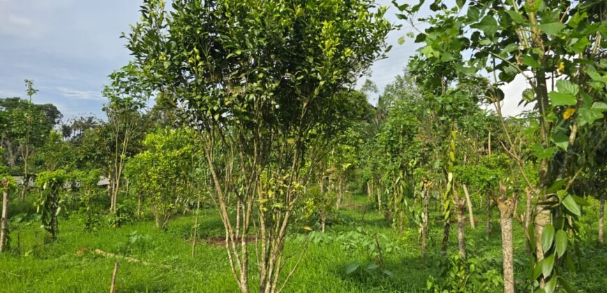 Tanah view sawah dan gunung ketinggian 600 mdpl