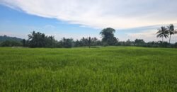 Tanah kebun view sawah terasering di ketinggian 700 mdpl