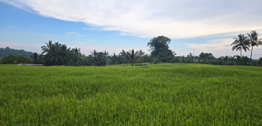 Tanah kebun view sawah terasering di ketinggian 700 mdpl