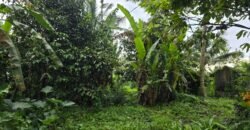 Tanah kebun view sawah terasering di ketinggian 700 mdpl