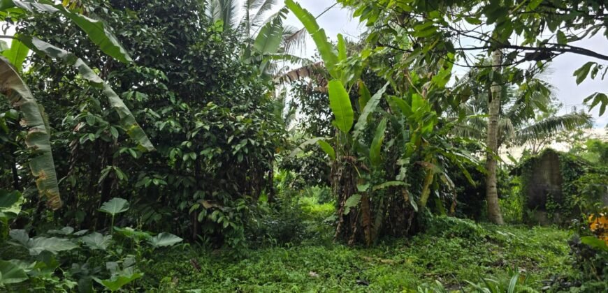 Tanah kebun view sawah terasering di ketinggian 700 mdpl