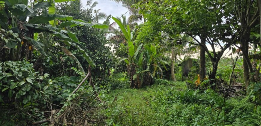 Tanah kebun view sawah terasering di ketinggian 700 mdpl