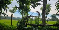 Tanah kebun view sawah terasering di ketinggian 700 mdpl