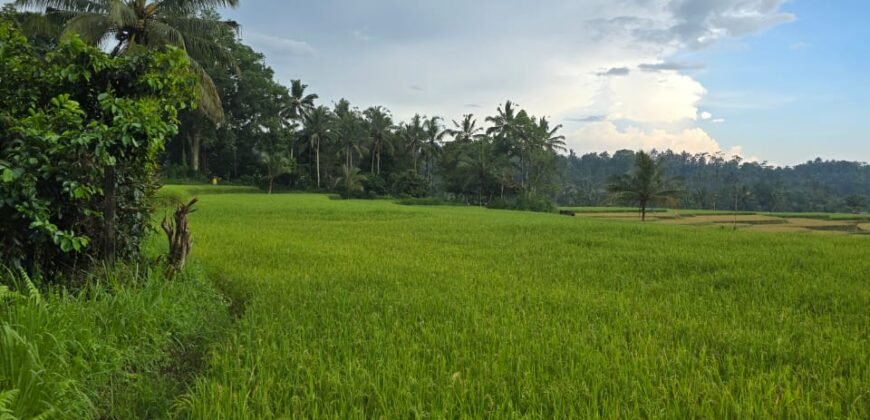 Tanah kebun view sawah terasering di ketinggian 700 mdpl