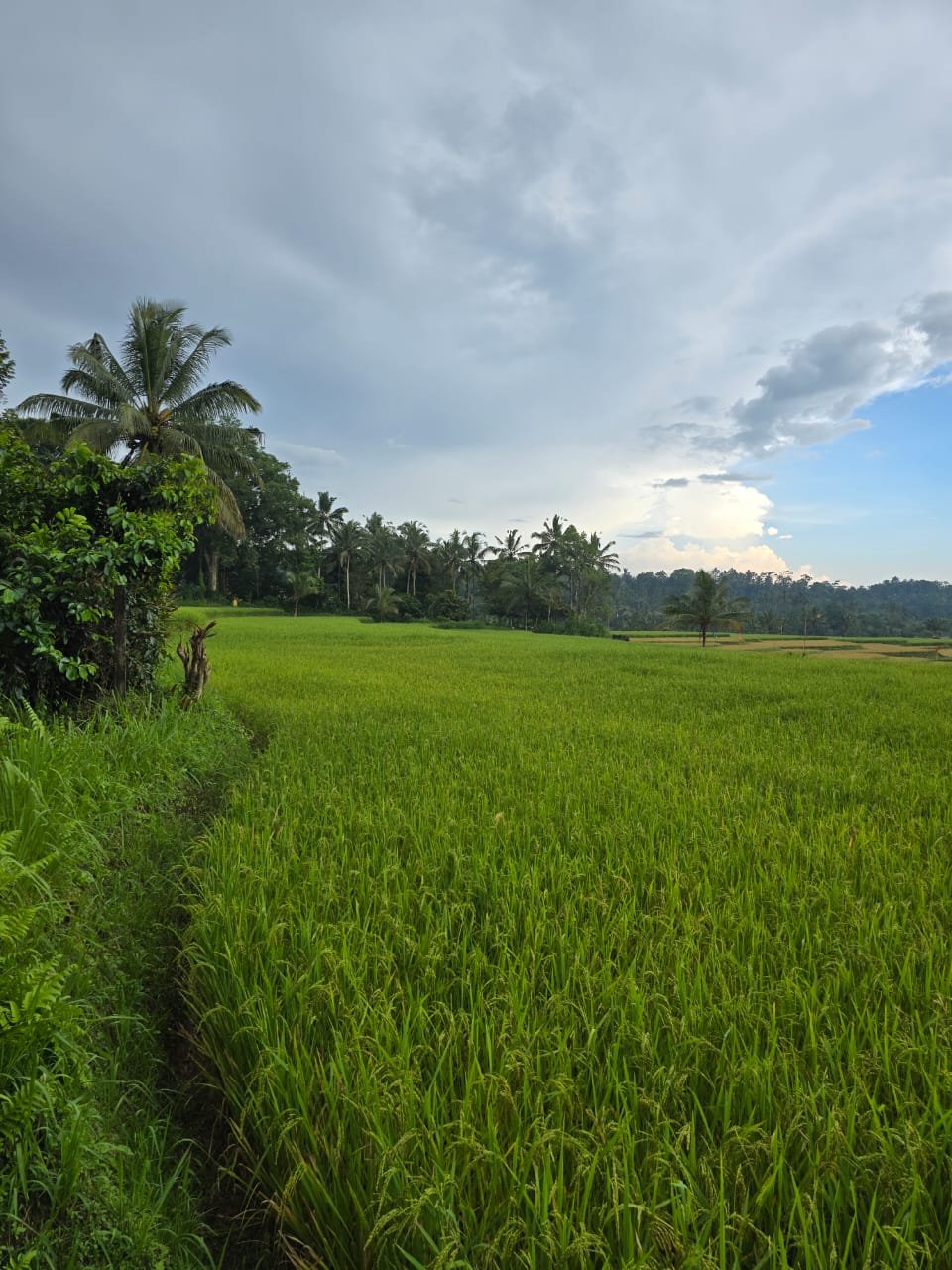 Tanah kebun view sawah terasering di ketinggian 700 mdpl