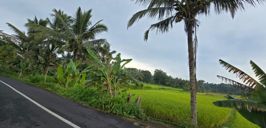 Tanah kebun view sawah terasering di ketinggian 700 mdpl