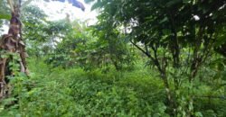 Tanah kebun kopi datar ketinggiang 800 mdpl dekat gunung watukau