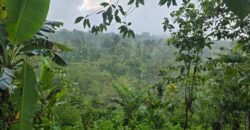 Tanah kebun kopi datar ketinggiang 800 mdpl dekat gunung watukau