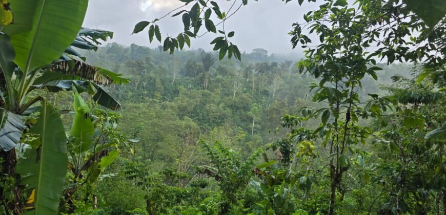 Tanah kebun kopi datar ketinggiang 800 mdpl dekat gunung watukau