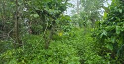 Tanah kebun kopi datar ketinggiang 800 mdpl dekat gunung watukau