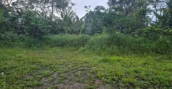 Tanah kebun kopi datar ketinggiang 800 mdpl dekat gunung watukau