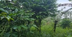 Tanah kebun kopi datar ketinggiang 800 mdpl dekat gunung watukau