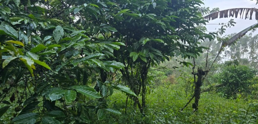 Tanah kebun kopi datar ketinggiang 800 mdpl dekat gunung watukau