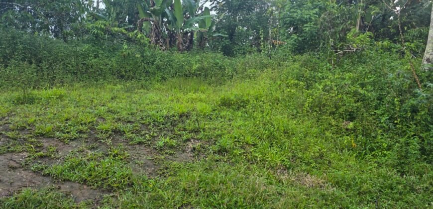 Tanah kebun kopi datar ketinggiang 800 mdpl dekat gunung watukau