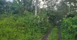 Tanah kebun kopi datar ketinggiang 800 mdpl dekat gunung watukau