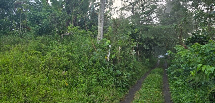 Tanah kebun kopi datar ketinggiang 800 mdpl dekat gunung watukau