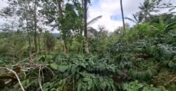 Tanah kebun kopi view gunung watukau di ketinggian 750mdpl