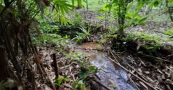 Tanah kebun kopi view gunung watukau di ketinggian 750mdpl