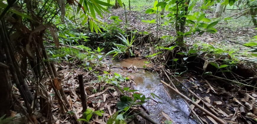 Tanah kebun kopi view gunung watukau di ketinggian 750mdpl