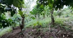 Tanah kebun kopi view gunung watukau di ketinggian 750mdpl