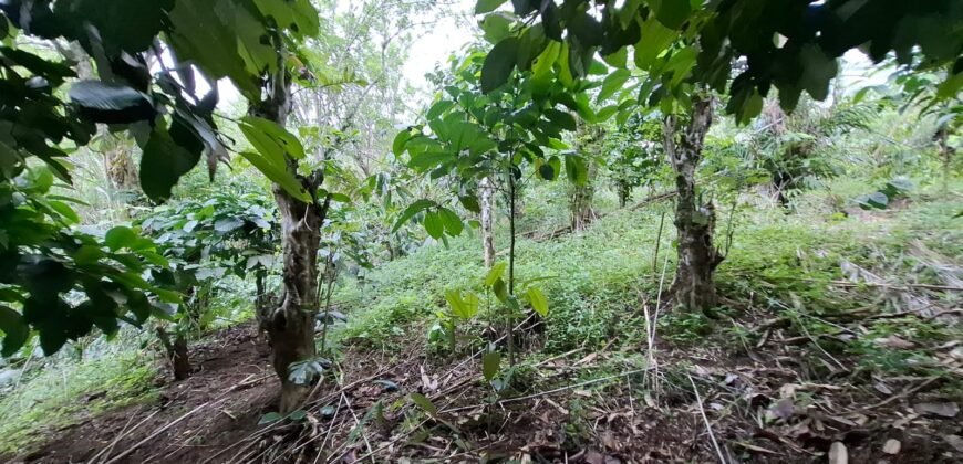 Tanah kebun kopi view gunung watukau di ketinggian 750mdpl