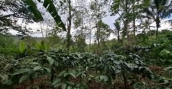 Tanah kebun kopi view gunung watukau di ketinggian 750mdpl