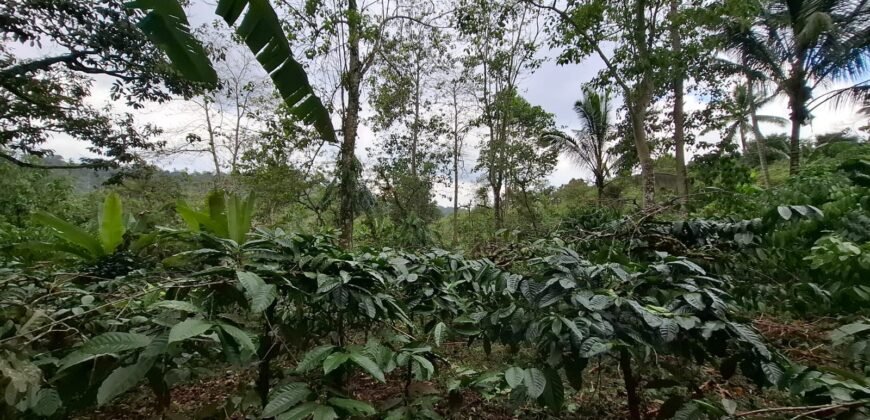 Tanah kebun kopi view gunung watukau di ketinggian 750mdpl