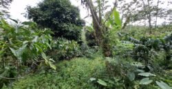 Tanah kebun kopi view gunung watukau di ketinggian 750mdpl